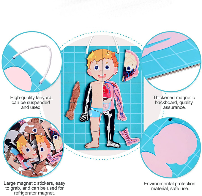 48pcs giáo dục từ tính cơ thể con người đồ chơi câu đố cho trẻ 3 tuổi 1